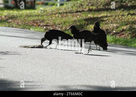 Truthahngeier fressen sich von einem überfahrenen Eichhörnchen auf einer Nachbarstraße in Virginia USA Stockfoto