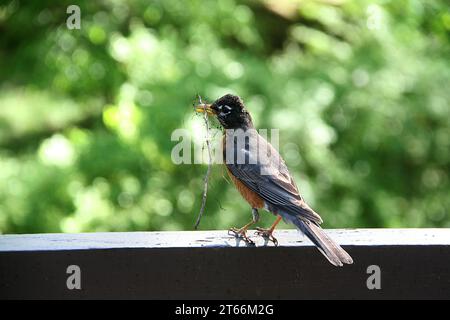 Ein robin-Vogel, der verschiedene Materialien (Zweige, trockenes Gras, ein Stück Plastiknetz) beim Bau seines Nestes trägt Stockfoto