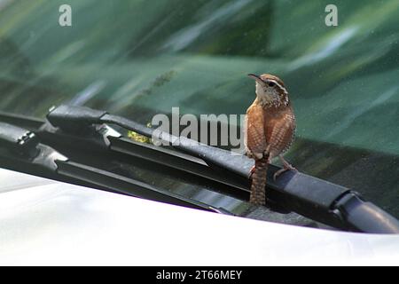 Bewick ist Zorn auf einem Fahrzeug in Virginia, USA Stockfoto