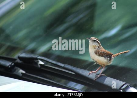 Ein Bewick's Zorn auf einem Fahrzeug in Virginia, USA Stockfoto