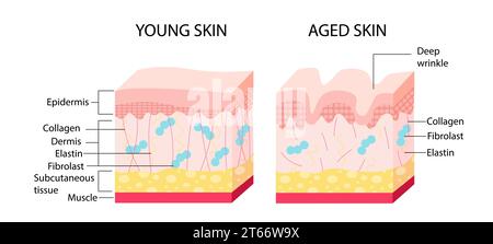 Das Vektorkonzept junger Hautalterung Stock Vektor