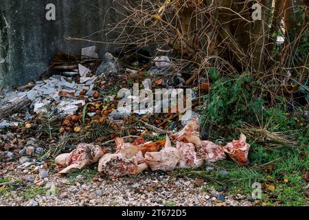 Schweineköpfe zwischen einem Haufen Lebensmittelabfälle, der im Wald liegt Stockfoto