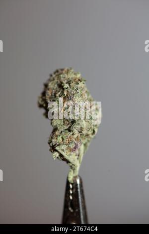 Cannabis Knospe Nahaufnahme medizinisches Gras Rauchen erstaunlich lila blühende Cali Verbotene Frucht Varietät Makro Hintergrund hohe Qualität Fokus Stapel fünfzig Mega Stockfoto