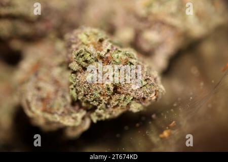 Cannabis Knospe Nahaufnahme medizinisches Gras Rauchen erstaunlich lila blühende Cali Verbotene Frucht Varietät Makro Hintergrund hohe Qualität Fokus Stapel fünfzig Mega Stockfoto