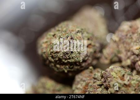 Cannabis Knospe Nahaufnahme medizinisches Gras Rauchen erstaunlich lila blühende Cali Verbotene Frucht Varietät Makro Hintergrund hohe Qualität Fokus Stapel fünfzig Mega Stockfoto