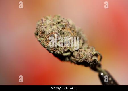 Cannabis Knospe Nahaufnahme medizinisches Gras Rauchen erstaunlich lila blühende Cali Verbotene Frucht Varietät Makro Hintergrund hohe Qualität Fokus Stapel fünfzig Mega Stockfoto