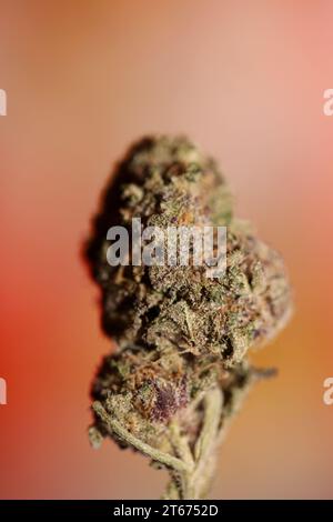 Cannabis Knospe Nahaufnahme medizinisches Gras Rauchen erstaunlich lila blühende Cali Verbotene Frucht Varietät Makro Hintergrund hohe Qualität Fokus Stapel fünfzig Mega Stockfoto