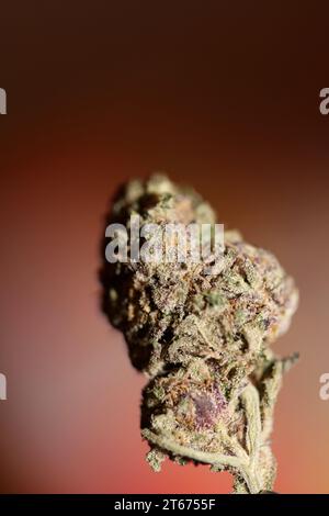 Cannabis Knospe Nahaufnahme medizinisches Gras Rauchen erstaunlich lila blühende Cali Verbotene Frucht Varietät Makro Hintergrund hohe Qualität Fokus Stapel fünfzig Mega Stockfoto