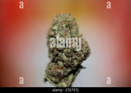 Cannabis Knospe Nahaufnahme medizinisches Gras Rauchen erstaunlich lila blühende Cali Verbotene Frucht Varietät Makro Hintergrund hohe Qualität Fokus Stapel fünfzig Mega Stockfoto