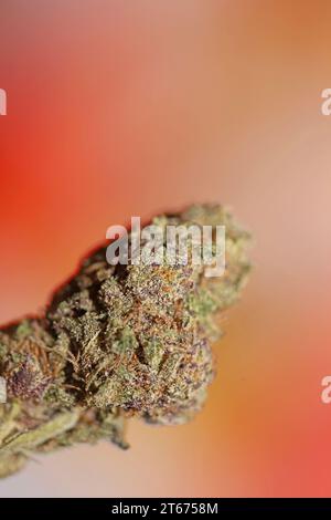 Cannabis Knospe Nahaufnahme medizinisches Gras Rauchen erstaunlich lila blühende Cali Verbotene Frucht Varietät Makro Hintergrund hohe Qualität Fokus Stapel fünfzig Mega Stockfoto