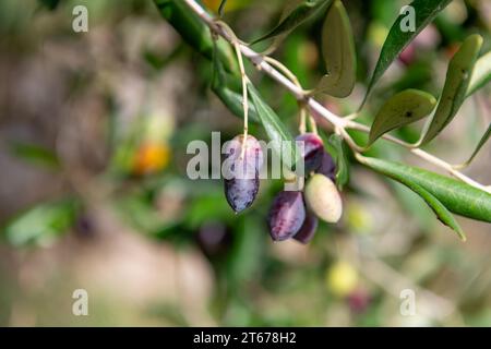 Reife Oliven, die auf einem Olivenbaum wachsen, bereit für die Ernte. Stockfoto