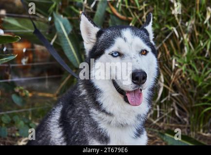 Ein Hund der Laika-Rasse mit bunten Augen sitzt auf der Straße Stockfoto