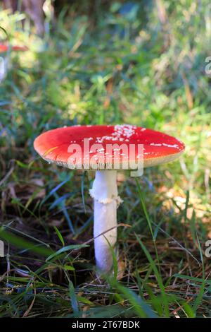 Halluzinogene und giftige Rothauben-Fliegenpilzstühle." Ein Symbol für Drogen, Hexerei, Gift und Halloween. Stockfoto