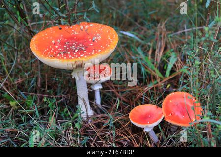 Halluzinogene und giftige Rothauben-Fliegenpilzstühle." Ein Symbol für Drogen, Hexerei, Gift und Halloween. Stockfoto