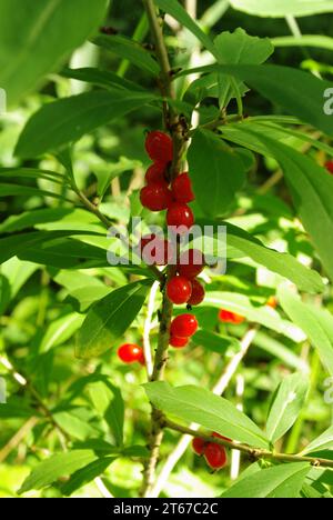 Paradies geheimnisvolle Pflanze (Daphne mezereum) mit roten Früchten, schädliche Pflanze. Ostseewälder Stockfoto