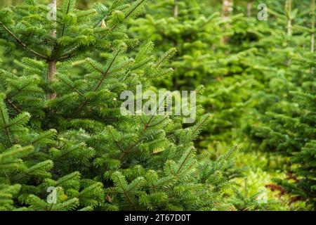 Tannenbaum wächst in einer Baumschule in der Nähe des Waldes. Nahaufnahme, geringe Schärfentiefe, keine Menschen. Stockfoto