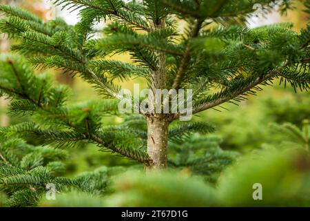 Tannenbaum wächst in einer Baumschule in der Nähe des Waldes. Nahaufnahme, geringe Schärfentiefe, keine Menschen. Stockfoto