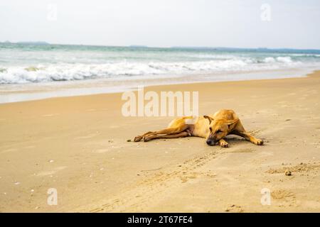 Streunender roter Hund liegt am Sandstrand in der Nähe des Meeres oder Meeres Stockfoto