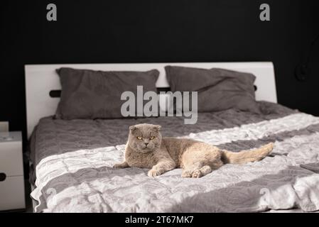 Katze, die auf dem Bett liegt. Britische Katze Stockfoto