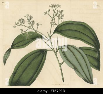 Echter Zimt oder Ceylon Zimtbaum, Cinnamomum verum. Gebürtig aus Ceylon (Sri Lanka), kommuniziert von Gärtnerin George Loddiges. Zimtbaum, Laurus Zimt. Handkolorierter Kupferstich von Weddell nach einer botanischen Illustration eines unbekannten Künstlers aus Curtis’s Botanical Magazine, herausgegeben von John Sims, London, 1819. Stockfoto