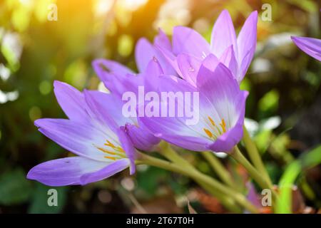 Schön taufrische Blumen im Herbst (Colchicum autumnale) Stockfoto