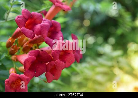 Schöne rote Blüten der Trompetenrebe oder des Trompetenkriechers (Campsis radicans) umgeben von grünen Blättern Stockfoto