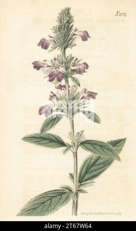 Malabar Katzenminze oder Malabar Anisomele, Animoseles malabarica. Gebürtig in Malabar und Coromandel, Indien, traditionelle ayurvedische Medizin, Exemplar von William Kent aus Clapton. Handkolorierter Kupferstich nach einer botanischen Illustration eines unbekannten Künstlers aus Curtis’s Botanical Magazine, herausgegeben von John Sims, London, 1819. Stockfoto