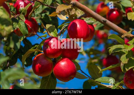 Nahaufnahme reifer roter Äpfel auf den Ästen eines Apfelbaums im Garten an einem sonnigen Tag. Rote Bio-Äpfel auf einem Baum. Apple-Saison Stockfoto
