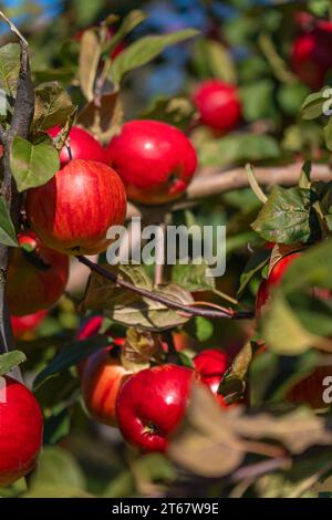 Nahaufnahme reifer roter Äpfel auf den Ästen eines Apfelbaums im Garten an einem sonnigen Tag. Rote Bio-Äpfel auf einem Baum. Apple-Saison. Vertikales Foto Stockfoto