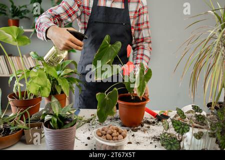 Arabische Mann Handspray auf Blätter Pflanzen zu Hause mit einer Sprühflasche, die Zimmerpflanzen bewässert. Zimmerpflanzenpflege Stockfoto