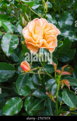 Rosa Blumenteppich Bernstein, rosa Noa97400a, Rose Blumenteppich Bernstein, weiche Aproicot Blüten im Sommer Stockfoto