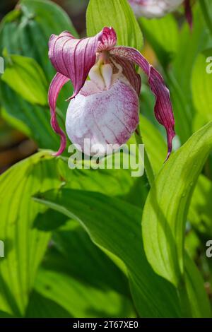 Cypripedium Sabine, sabine Damenschuh Orchidee, Frosch-GartenOrchidee, elfenbeinfarbener Beutel mit violetten Streifen und violetten und weiß gestreiften Blütenblättern Stockfoto