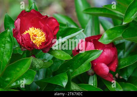 Paeonia Buckeye Belle, Pfingstrose Buckeye Belle, tiefrote, halbdoppelte Blüten Stockfoto