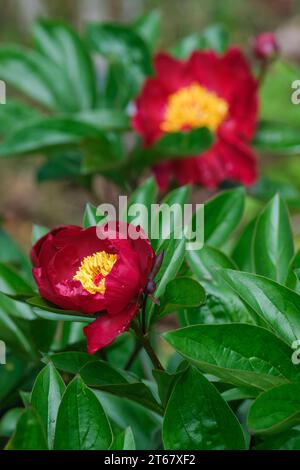 Paeonia Buckeye Belle, Pfingstrose Buckeye Belle, tiefrote, halbdoppelte Blüten Stockfoto