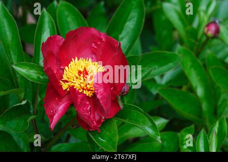 Paeonia Buckeye Belle, Pfingstrose Buckeye Belle, tiefrote, halbdoppelte Blüten Stockfoto