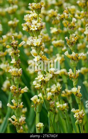 Sisyrinchium striatum, blassgelbe Augen, satinierte Blüten, blassgelbe Blüten im Juli Stockfoto