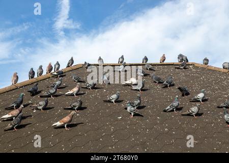 Eine Gruppe Tauben, die auf einem Dach stehen Stockfoto