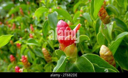 Nahaufnahme einer tropischen Pflanze namens Costus woodsonii oder Pacing Pentul. Er hat rote Blüten wie Lippenstift mit kleinen grünen Blättern Stockfoto
