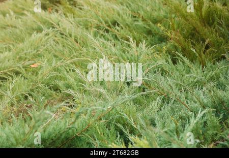 Landschaftsgestaltung Nadelbäumchen gemischt. Bäume und Sträucher in grünen Farben aus nächster Nähe Stockfoto