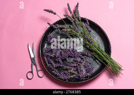 Lavendelpflanze auf dunklem Teller auf pastellrosa Hintergrund. Daneben ist eine Schere. Zubereitung von Lavendel für den Heimgebrauch in Lebensmitteln, medizinischen oder Stockfoto