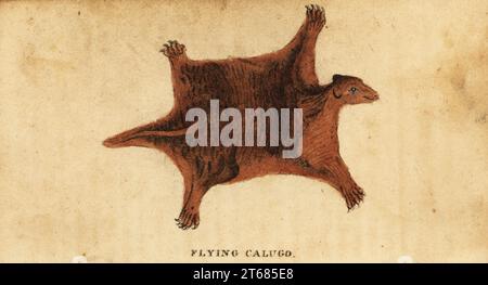 Philippinischer fliegender Lemur, Cynocephalus volans. Fliegende Colugo, Galeopithcus volans. Handkolorierter Kupferstich nach einer Illustration von Peter Simon Pallas vom Naturalists Pocket Magazine, Harrison, Fleet Street, London, 1800. Stockfoto