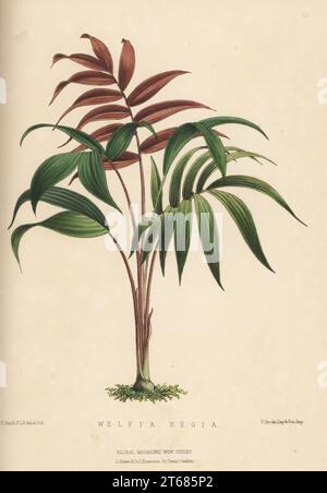 Palme, Welfia regia. Ein Exemplar, das vom Gärtner William Bull aus der King's Road, Chelsea, zur Verfügung gestellt wurde. Handkolorierte botanische Illustration, gezeichnet und lithographiert von Worthington George Smith aus Henry Honywood Dombrain's Floral Magazine, New Series, Band 2, L. Reeve, London, 1873. Lithografie gedruckt von Vincent Brooks, Day & Son. Stockfoto