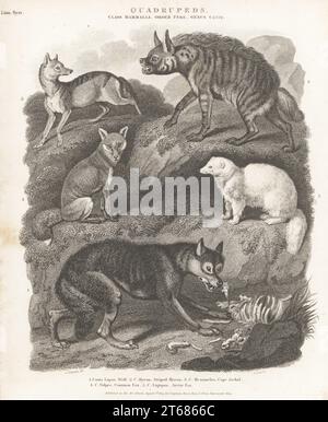 Wolf fressender Aas, Canis Lupus 1, gestreifte Hyaena, Hyaena Hyaena 2, schwarzer Schakal, Canis mesomelas 3, Rotfuchs, Vulpes vulpes 4 und Arktisfuchs, Vulpes lagopus 5. Copperplate-Gravur von J. Scott nach Sydenham Edwards von Abraham Rees' Cyclopedia oder Universal Dictionary of Arts, Sciences and Literature, Longman, Hurst, Rees, Orme, Paternoster Row, London, 1. August 1809. Stockfoto