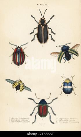 Blattkäfer: Alurnus marginatus 1, Eumolpus curpreus 2, Chrysolina cerealis 3, Brennnessel-Blattkäfer, Chrysolina fastuosa 4, Oedionychis cincta 5 und 22-fleckiger Marienkäfer Psyllobora vigintiduopunctata 6. Handkolorierter Stahlstich von William Lizars aus James Duncans Natural History of Beetles, in der Sir William Jardines Naturalists Library, W.H, Lizars, Edinburgh, 1835. James Duncan war ein schottischer Zoologe und Entomologe von 1804 bis 1861. Stockfoto