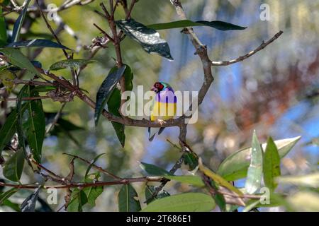 Der Gouldian finch (Chloebia gouldiae), auch bekannt als Lady Gouldian finch, Gould's finch oder regenbogenfinch, ist ein farbenfroher Vogel, der sich in der Natur befindet Stockfoto