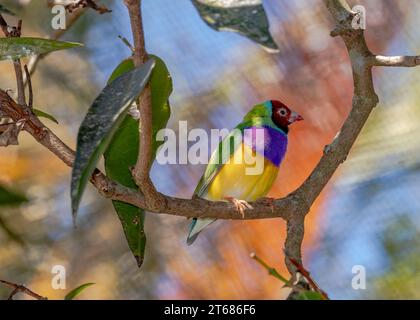 Der Gouldian finch (Chloebia gouldiae), auch bekannt als Lady Gouldian finch, Gould's finch oder regenbogenfinch, ist ein farbenfroher Vogel, der sich in der Natur befindet Stockfoto