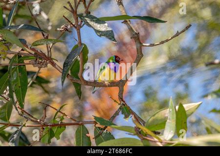 Der Gouldian finch (Chloebia gouldiae), auch bekannt als Lady Gouldian finch, Gould's finch oder regenbogenfinch, ist ein farbenfroher Vogel, der sich in der Natur befindet Stockfoto