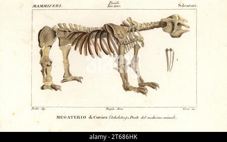 Fossiles Skelett der Riesengrundfaultier, Megatherium americanum. Megaterio di Cuvier. Handfarbige Kupferstichgravur von Antoine Laurent de Jussieus Dizionario delle Scienze NATURALI, Wörterbuch der Naturwissenschaften, Florenz, Italien, 1837. Von Corsi gravierte Illustration, gezeichnet von Jean Gabriel Pretre und unter der Regie von Pierre Jean-Francois Turpin, herausgegeben von Batelli e Figli. Turpin (1775-1840) gilt als einer der größten französischen Botanischen Illustratoren des 19. Stockfoto