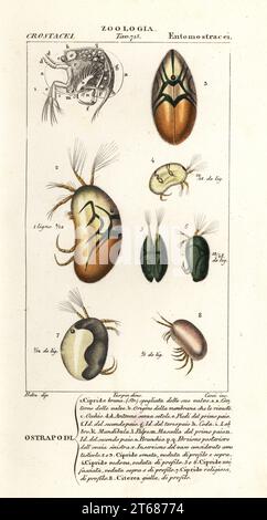 Arten von Ostrapoden. Cypris fusca 1, Cypris ornata 2,3, Cypris vidua 4, Cypris unifasciata 5,6, Cypris monacha 7, Cythere lutea 8. Cipride bruna, Cipride ornata, Cipride vedova, Cipride unifascata, Cipride religiosa, Citerea gialla. Handfarbige Kupferstichgravur von Antoine Laurent de Jussieus Dizionario delle Scienze NATURALI, Wörterbuch der Naturwissenschaften, Florenz, Italien, 1837. Von Corsi gravierte Illustration, gezeichnet von Jean Gabriel Pretre und unter der Regie von Pierre Jean-Francois Turpin, herausgegeben von Batelli e Figli. Turpin (1775-1840) gilt als einer der größten Franzosen Stockfoto