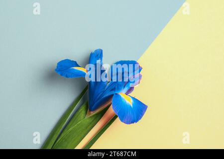 Blaue Irisblume auf gelbem und grauem Hintergrund. Draufsicht, flach, Kopierbereich. Stockfoto